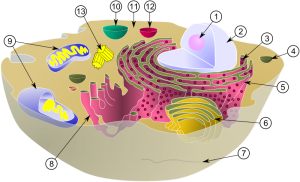 eukaryotische Zelle, MesserWoland and Szczepan1990, Wikicommons